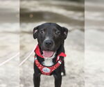 Small #2 American Pit Bull Terrier-Labrador Retriever Mix