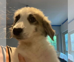 Great Pyrenees-Unknown Mix Dogs for adoption in Canton, CT, USA
