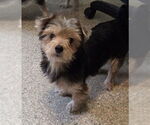 Small #3 Mutt