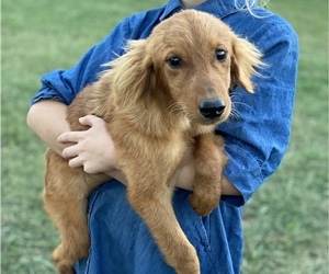 Golden Retriever Dogs for adoption in TULSA, OK, USA
