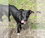 Small #3 Labrador Retriever Mix