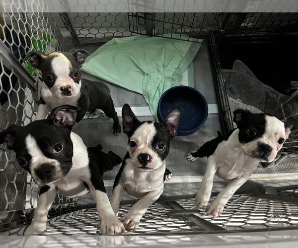 Medium Photo #1 Boston Terrier Puppy For Sale in SOUTHPORT, NC, USA