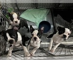 Small Boston Terrier