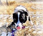 Small Photo #6 Border Collie Puppy For Sale in Laramie, WY, USA
