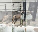 Small American Staffordshire Terrier
