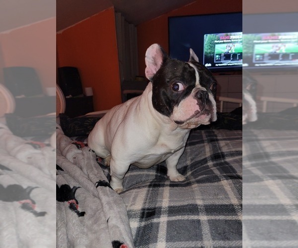 Medium Photo #1 French Bulldog Puppy For Sale in CENTER, KY, USA