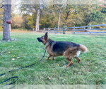 Small Photo #3 German Shepherd Dog Puppy For Sale in Millburn, NJ, USA