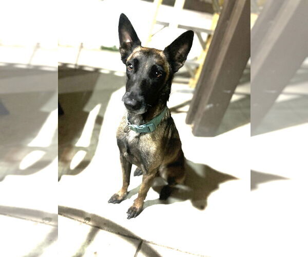 Medium Photo #3 Mutt Puppy For Sale in San Diego, CA, USA