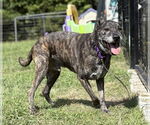 Small #2 Labrador Retriever Mix