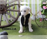 Image preview for Ad Listing. Nickname: Camillia