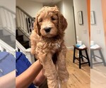 Small Photo #3 Goldendoodle Puppy For Sale in WEST HILLS, CA, USA