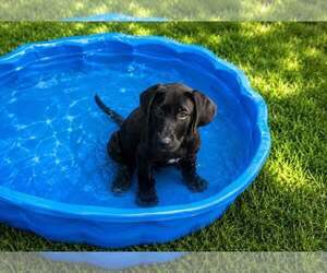 Labrador Retriever-Unknown Mix Dogs for adoption in Oakhurst, NJ, USA