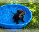 Small Labrador Retriever Mix