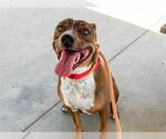 Small American Pit Bull Terrier Mix