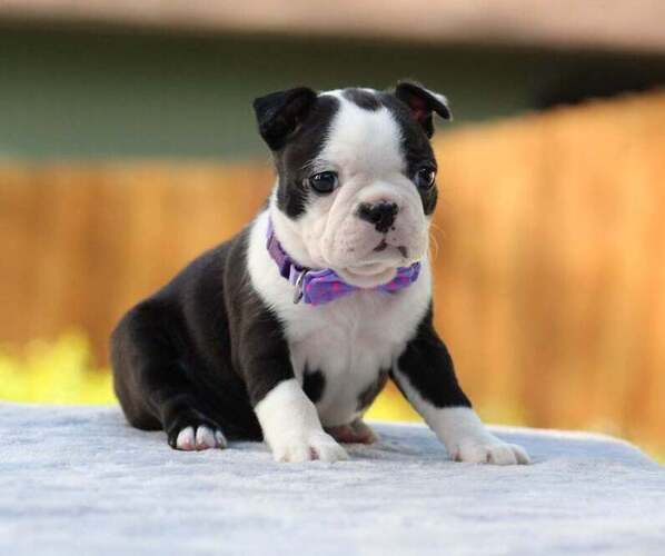 Medium Photo #1 Boston Terrier Puppy For Sale in PUYALLUP, WA, USA