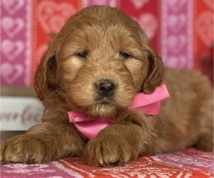 Goldendoodle (Miniature) Puppy for sale in LANCASTER, PA, USA