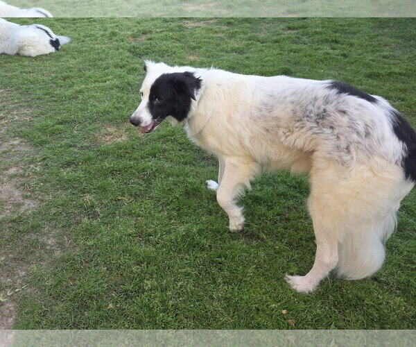 Medium Photo #5 Aussie Pyrenees Puppy For Sale in Houston, TX, USA