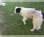 Small Photo #5 Aussie Pyrenees Puppy For Sale in Houston, TX, USA