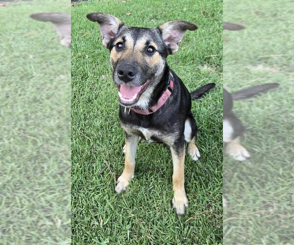 Medium Photo #21 Mutt Puppy For Sale in Brewster, NY, USA
