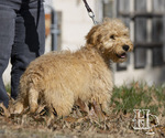 Small Photo #3 Goldendoodle Puppy For Sale in ELLENBORO, NC, USA