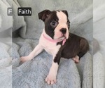 Small #2 Boston Terrier