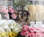 Small #4 Yorkshire Terrier