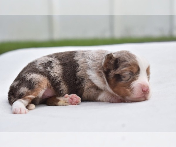 Medium Photo #2 Miniature Australian Shepherd Puppy For Sale in PALM COAST, FL, USA