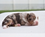 Small #1 Miniature Australian Shepherd