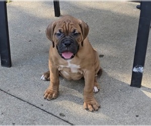Boxer Puppy for sale in NORWICH, CT, USA