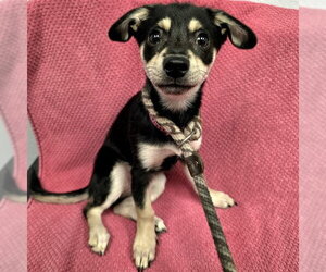 Mutt Dogs for adoption in Long Beach, CA, USA
