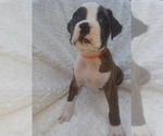 Small Photo #19 Boxer Puppy For Sale in METROPOLIS, IL, USA