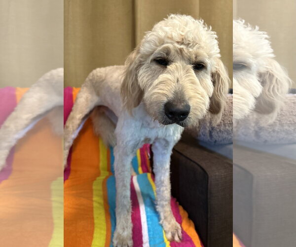 Medium Photo #3 Goldendoodle Puppy For Sale in Pacolet, SC, USA