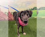 Small #1 Catahoula Leopard Dog-Plott Hound Mix