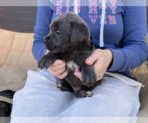Cane Corso Puppy for Sale in BUMPASS, Virginia USA
