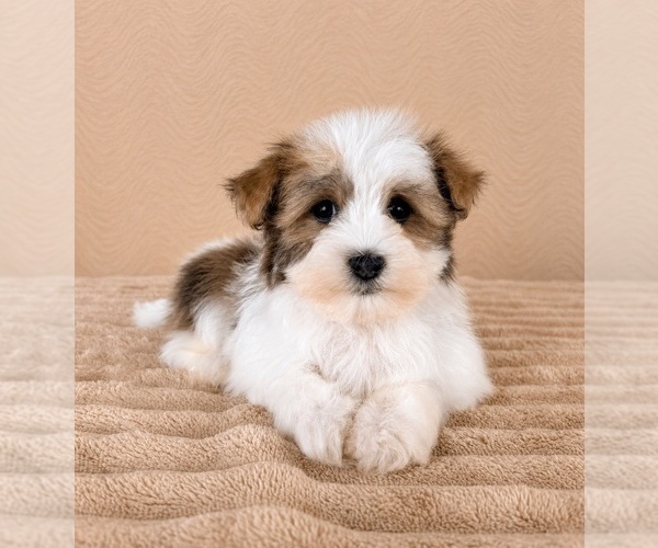 Medium Photo #3 Havanese Puppy For Sale in GREENFIELD, IN, USA