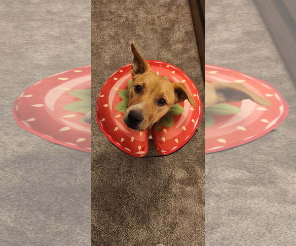 Medium Photo #5 Labrador Retriever-Unknown Mix Puppy For Sale in Fort Worth, TX, USA