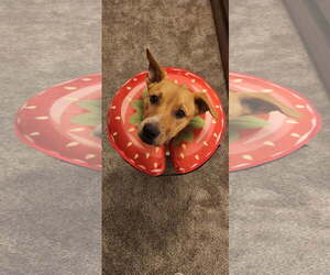 Labrador Retriever-Unknown Mix Dogs for adoption in Fort Worth, TX, USA