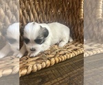 Small #3 Mal-Shi