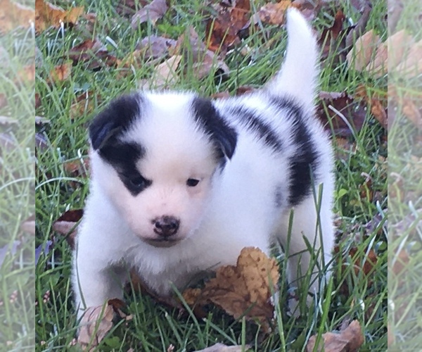 Medium Photo #21 Pomsky Puppy For Sale in BAXTER, TN, USA
