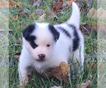 Small Photo #21 Pomsky Puppy For Sale in BAXTER, TN, USA