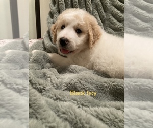 Medium Goldendoodle-Great Pyrenees Mix