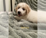 Puppy 5 Goldendoodle-Great Pyrenees Mix