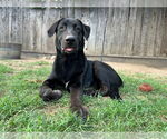 Small #3 Labrador Retriever