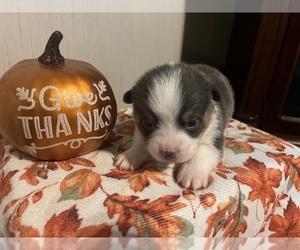 Medium Pembroke Welsh Corgi