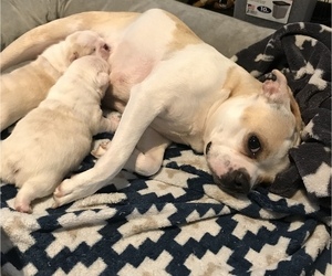 Mother of the Boston Terrier puppies born on 04/26/2022
