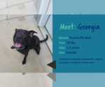 Small #8 Labrador Retriever Mix
