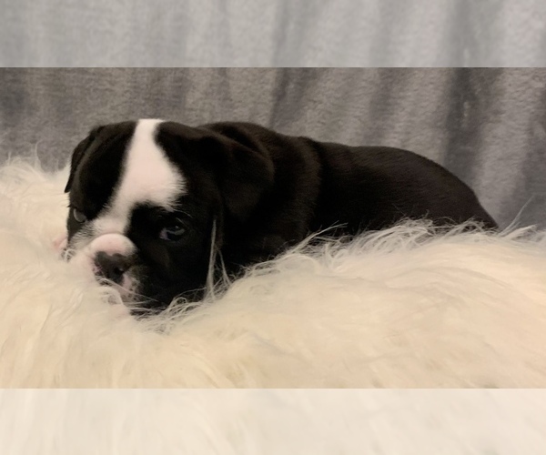 Medium Photo #5 Bulldog Puppy For Sale in JACKSONVILLE, FL, USA