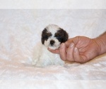 Small #21 Poodle (Toy)