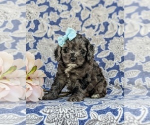 Cock-A-Poo Puppy for sale in NEW HOLLAND, PA, USA