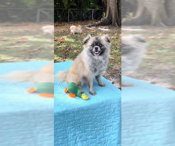 Medium Photo #14 Pominese Puppy For Sale in Weston, FL, USA